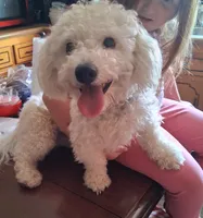Tommie, a male Bichon Frise for sale in Irvine, KY – 1 of 2