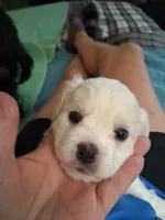 You name him, a male Shichon for sale in Irvine, KY – 2 of 3