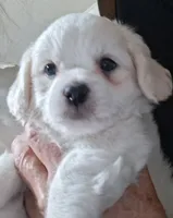 You name her, a female Shichon for sale in Irvine, KY – 2 of 4