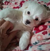 You name her, a female Shichon for sale in Irvine, KY – 3 of 4
