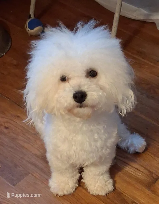 Teddie – Bichon Frise puppy for sale in Irvine, KY
