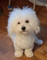 Teddie, a male Bichon Frise for sale in Irvine, KY – 1 of 1
