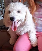 Tommie, a male Bichon Frise for sale in Irvine, KY – 2 of 2