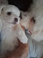 You name him, a male Shichon for sale in Irvine, KY – 3 of 3