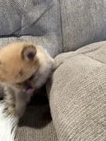 Mister, a male Pomeranian for sale in Decatur, AL – Photo 3 of 5