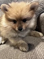 Mister, a male Pomeranian for sale in Decatur, AL – Photo 2 of 5