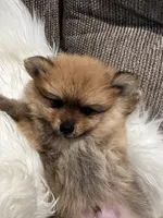 Mister, a male Pomeranian for sale in Decatur, AL – Photo 1 of 5