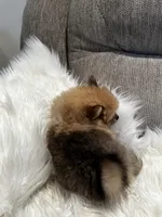 Mister, a male Pomeranian for sale in Decatur, AL – Photo 5 of 5