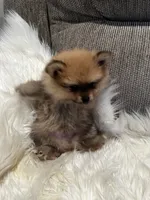 Mister, a male Pomeranian for sale in Decatur, AL – Photo 4 of 5