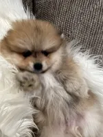 Buddy, a male Pomeranian for sale in Decatur, AL – Photo 4 of 5