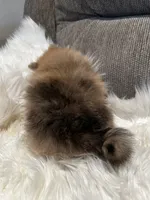 Buddy, a male Pomeranian for sale in Decatur, AL – Photo 5 of 5