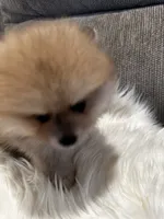 Buddy, a male Pomeranian for sale in Decatur, AL – Photo 2 of 5