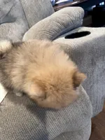 Buddy, a male Pomeranian for sale in Decatur, AL – Photo 3 of 5