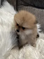 Buddy, a male Pomeranian for sale in Decatur, AL – Photo 1 of 5