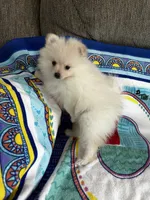Green Girl, a female Pomeranian for sale in Decatur, AL – 3 of 3