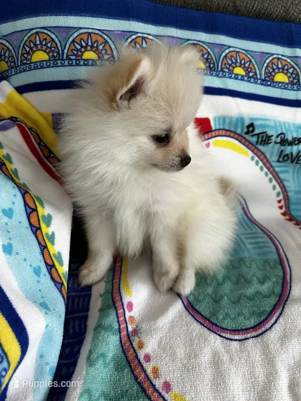 Green Girl – Pomeranian puppy for sale in Decatur, AL