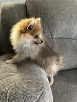 Buddy, a male Pomeranian for sale in Decatur, AL – 3 of 3