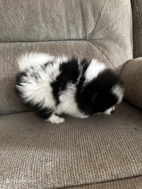 Bee – Pomeranian puppy for sale in Decatur, AL