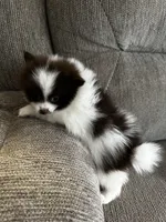 Buster, a male Pomeranian for sale in Decatur, AL – 3 of 3