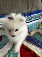 Purple Girl, a female Pomeranian for sale in Decatur, AL – 3 of 3
