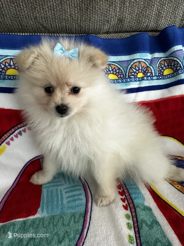 Blue Girl – Pomeranian puppy for sale in Decatur, AL