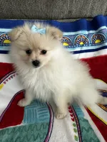 Blue Girl, a female Pomeranian for sale in Decatur, AL – 1 of 3