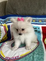 Pink Girl, a female Pomeranian for sale in Decatur, AL – 3 of 3