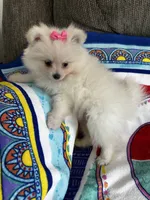 Pink Girl, a female Pomeranian for sale in Decatur, AL – 2 of 3