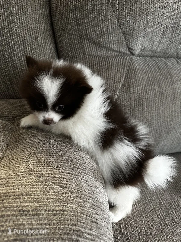  Brownie – Pomeranian puppy for sale in Decatur, AL