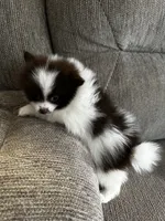  Brownie, a male Pomeranian for sale in Decatur, AL – 1 of 2