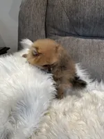 Cody, a male Pomeranian for sale in Decatur, AL – Photo 4 of 4