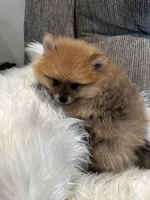 Cody, a male Pomeranian for sale in Decatur, AL – Photo 1 of 4