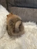 Cody, a male Pomeranian for sale in Decatur, AL – Photo 2 of 4