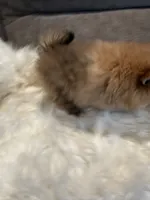 Cody, a male Pomeranian for sale in Decatur, AL – Photo 3 of 4