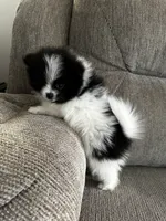 Bee, a female Pomeranian for sale in Decatur, AL – 2 of 3