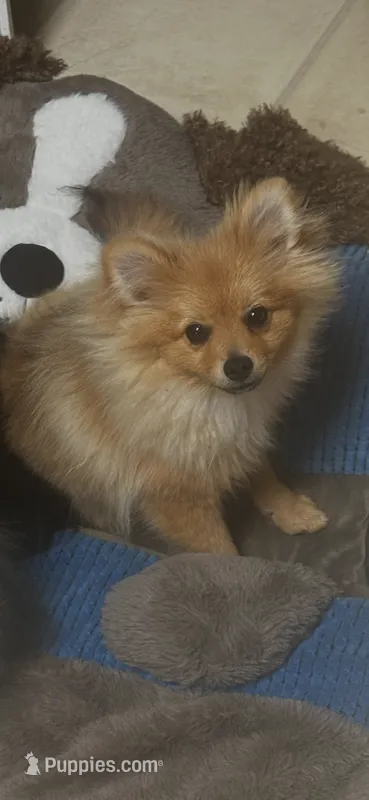 Henry – Pomeranian puppy for sale in Decatur, AL