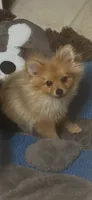 Henry, a male Pomeranian for sale in Decatur, AL – 1 of 2