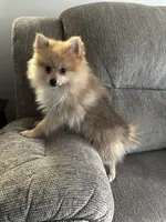 Buddy, a male Pomeranian for sale in Decatur, AL – 2 of 3