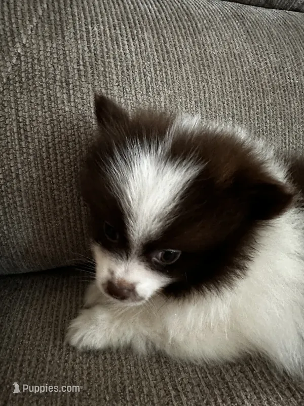 Buster – Pomeranian puppy for sale in Decatur, AL