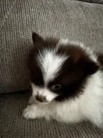 Buster, a male Pomeranian for sale in Decatur, AL – 1 of 3