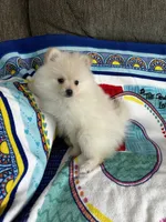 Green Girl, a female Pomeranian for sale in Decatur, AL – 2 of 3
