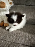 Buster, a male Pomeranian for sale in Decatur, AL – 2 of 3