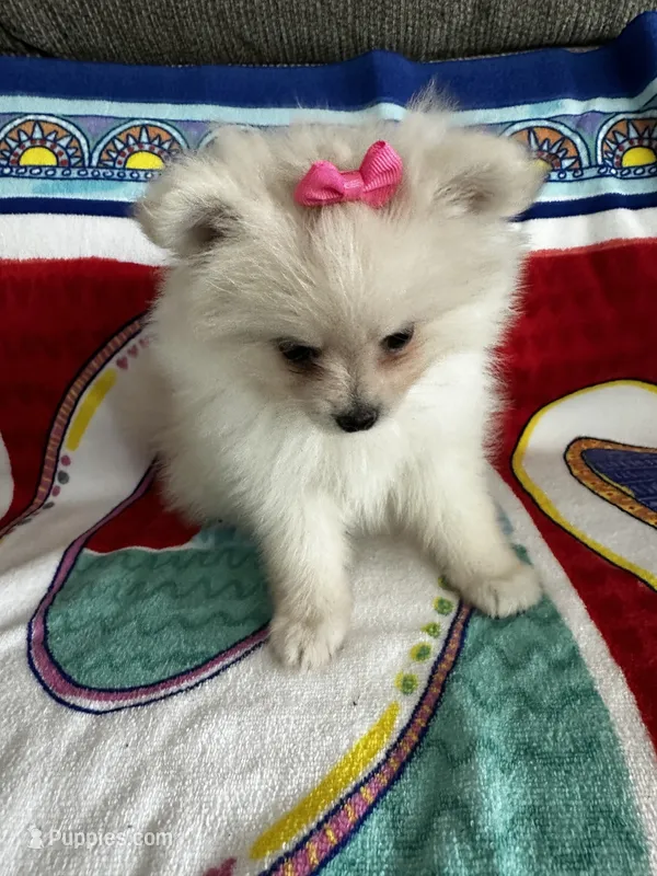 Pink Girl – Pomeranian puppy for sale in Decatur, AL