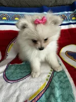 Pink Girl, a female Pomeranian for sale in Decatur, AL – 1 of 3