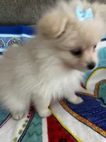 Blue Girl, a female Pomeranian for sale in Decatur, AL – 2 of 3