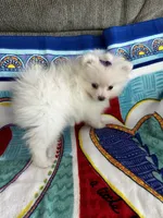 Purple Girl, a female Pomeranian for sale in Decatur, AL – 1 of 3