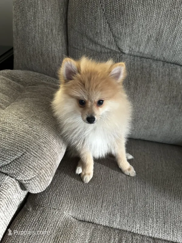 Buddy – Pomeranian puppy for sale in Decatur, AL