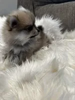 Wolf, a male Pomeranian for sale in Decatur, AL – Photo 2 of 5