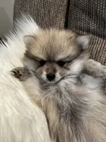 Wolf, a male Pomeranian for sale in Decatur, AL – Photo 1 of 5