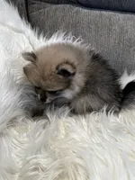 Wolf, a male Pomeranian for sale in Decatur, AL – Photo 5 of 5